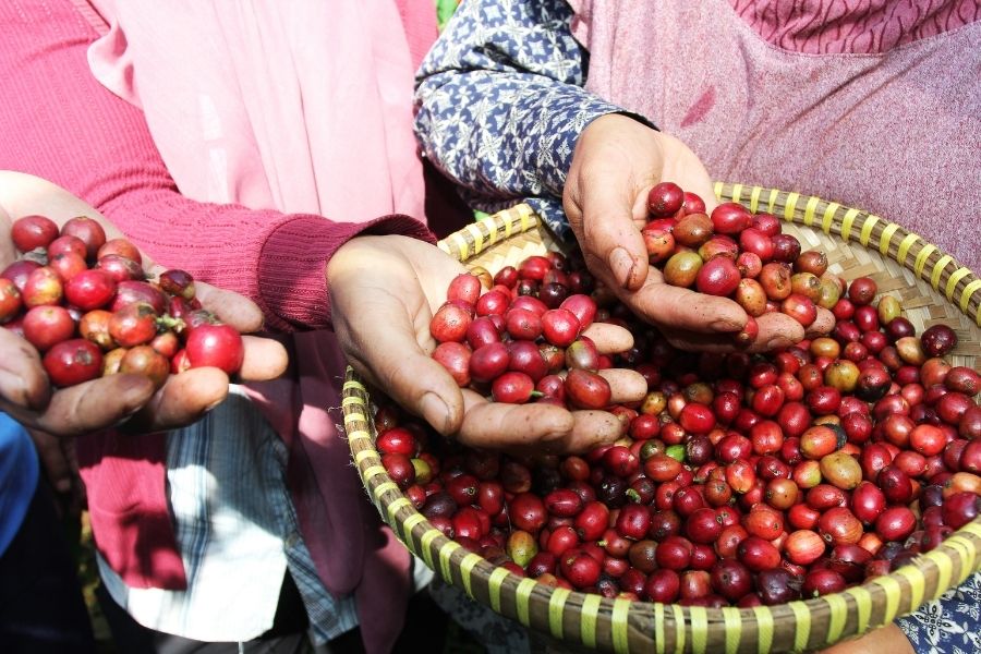 Cà phê đặc sản Gia Lai - Món quà từ đất đỏ bazan Tây Nguyên