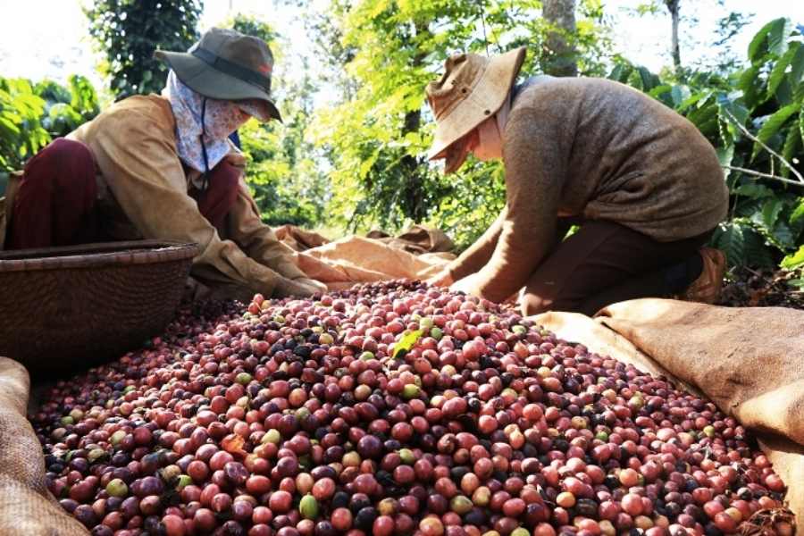 Cà phê được trồng nhiều nhất ở tình nào nước Việt Nam ta?