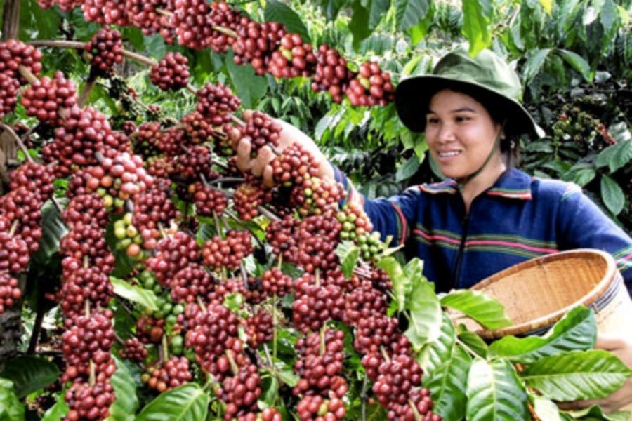Cà phê Gia Lai - Khai thác mọi giá trị để phát triển ngành cà phê