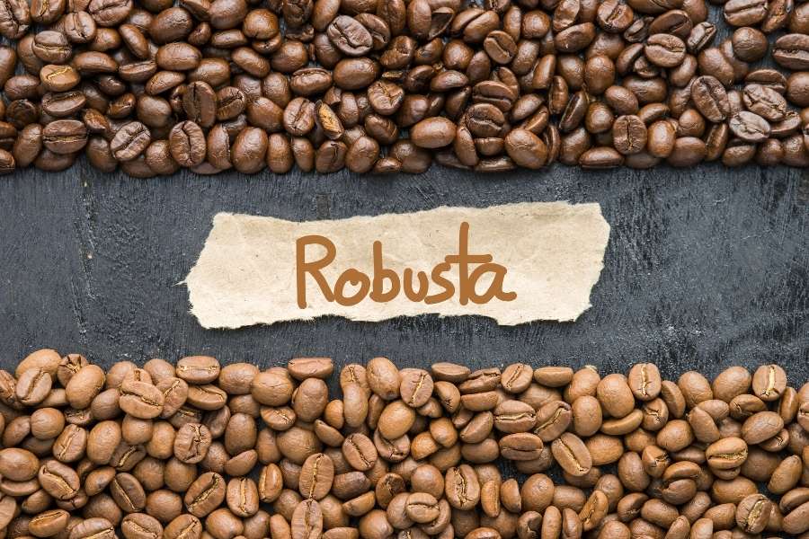Cà phê nguyên chất Robusta là gì? | Cà phê nguyên chất Gia Lai 