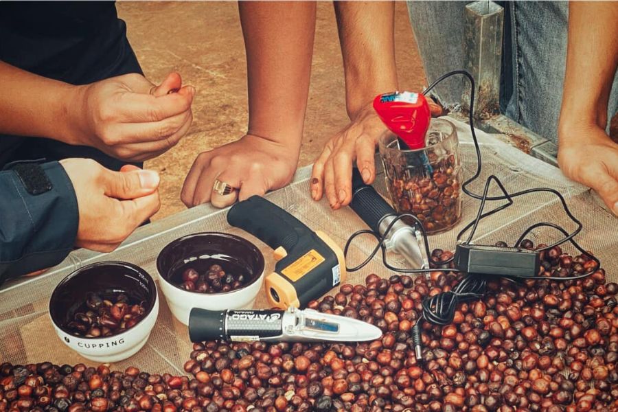 Đơn vị bán cà phê nhân sống Robusta chất lượng cao, uy tín tại Gia Lai