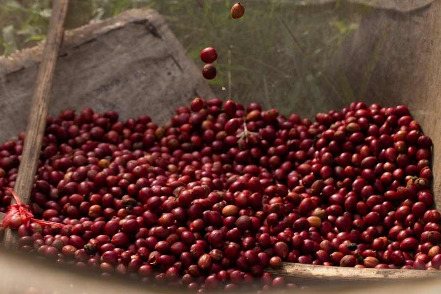 Giá cà phê nhân xanh niên vụ 2022 - Đặc sản cà phê Robusta Gia Lai