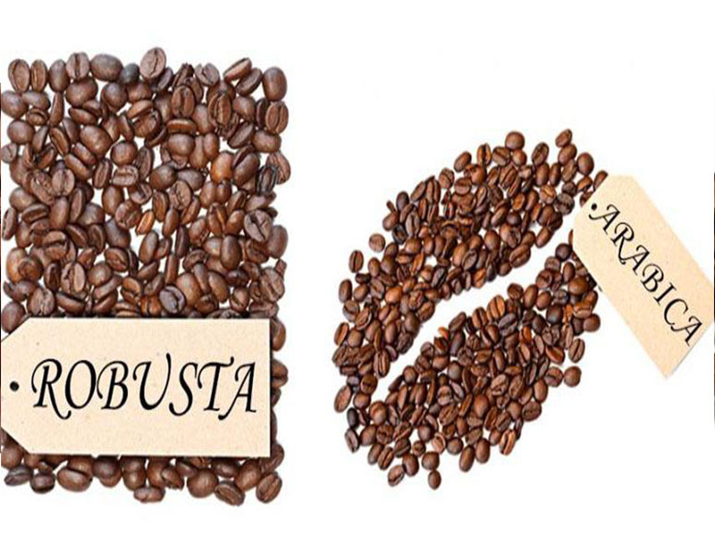 Làm cách nào để phân biệt được cà phê Arabica và Robusta?