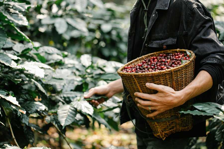 Những đặc trưng của cà phê Tây Nguyên Việt Nam