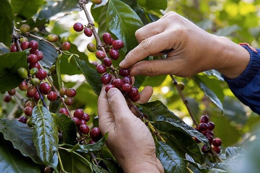 Quy trình thu hoạch và cách thức lựa chọn hạt cà phê đạt tiêu chuẩn cao