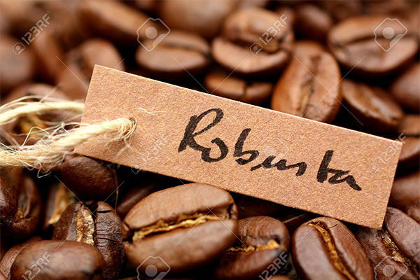 Cà phê nguyên chất Robusta là gì? | Cà phê nguyên chất Gia Lai 