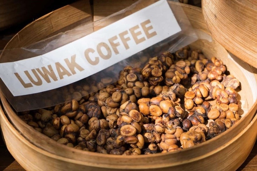 Đơn vị cung cấp cà phê chồn giá sỉ chất lượng, uy tín nhất Gia Lai