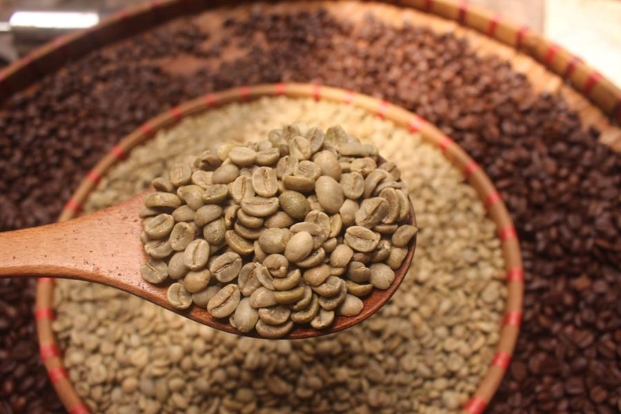 Giá cà phê hạt chưa rang, cà phê nhân sống Robusta chất lượng cao