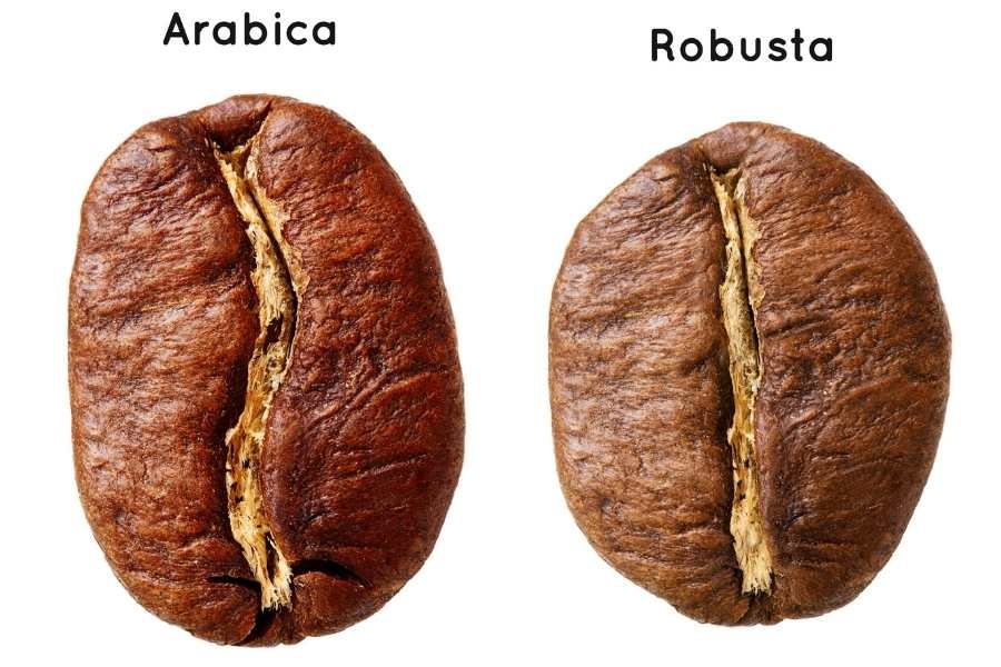 Phân biệt cà phê nguyên chất Arabica và Robusta