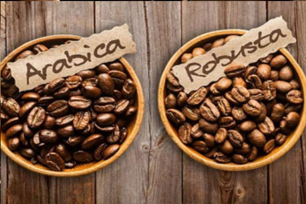 Phối trộn cà phê nguyên chất Arabica và Robusta: Nghệ thuật của sự tinh tế
