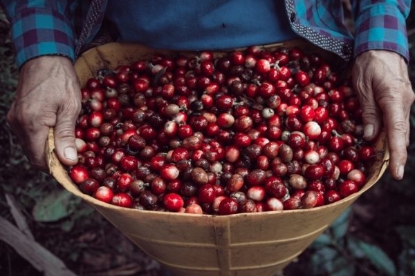 Quy trình thu hoạch và cách thức lựa chọn hạt cà phê đạt tiêu chuẩn cao