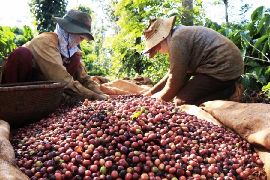 Top 5 các loại cà phê ở Tây Nguyên làm nên thương hiệu cà phê Việt Nam