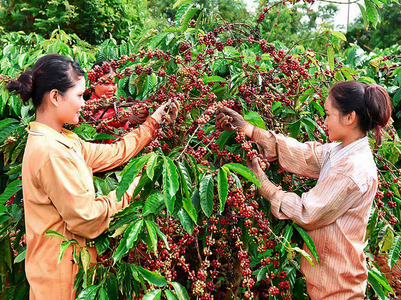 Quy trình thu hoạch và cách thức lựa chọn hạt cà phê đạt tiêu chuẩn cao