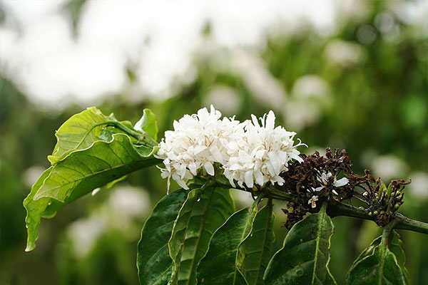 Tầm này mỗi năm, Tây Nguyên rực rỡ với một mùa hoa cà phê ấn tượng. Hoa cà phê nở rộ khắp ruộng đồi, làm cho toàn bộ khu vực trở nên thơ mộng hơn. Hãy cùng chúng tôi đặt chân đến Tây Nguyên và chiêm ngưỡng cảnh sắc đẹp hoang sơ của Mẹ Thiên Nhiên.